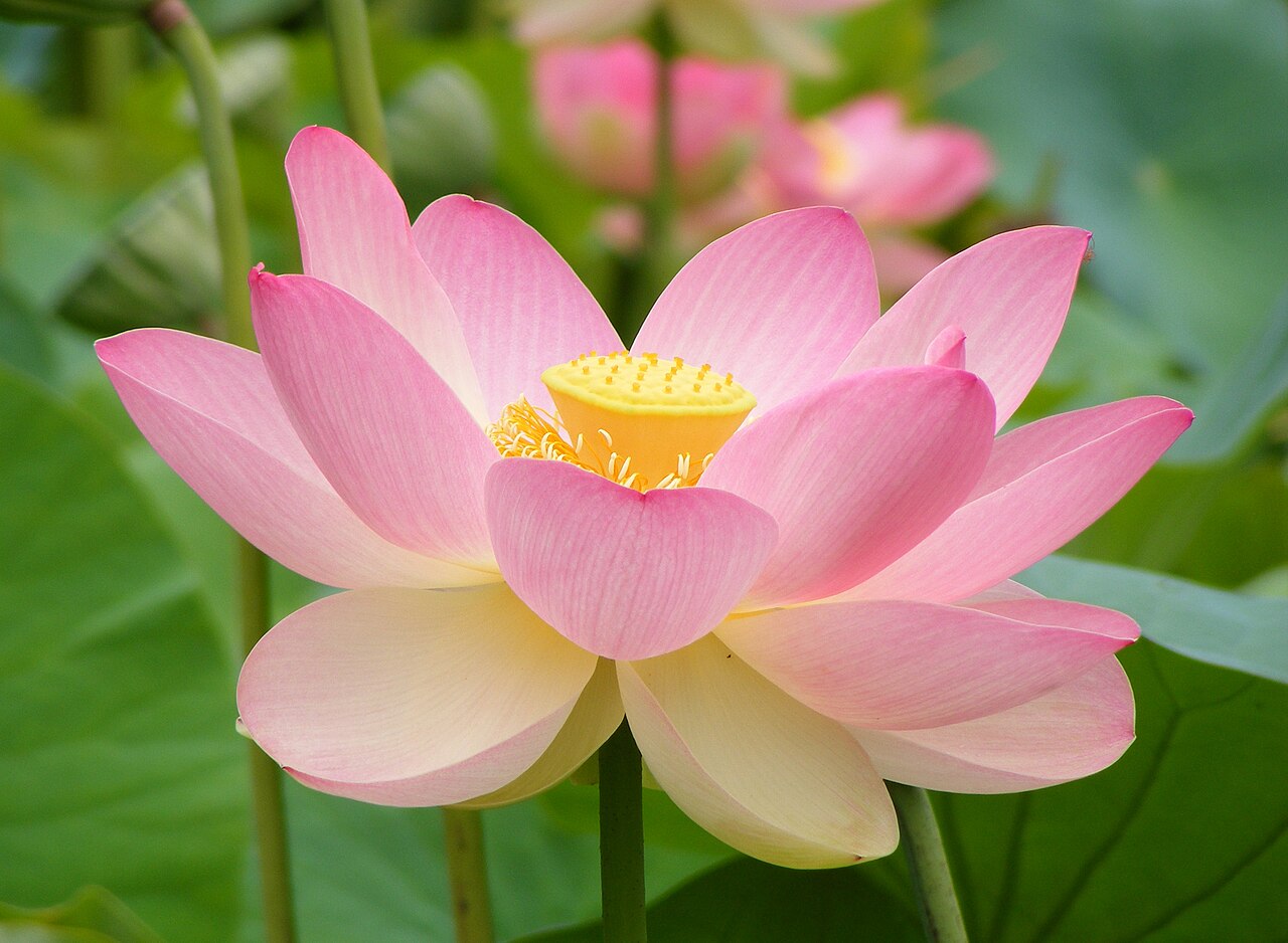 Lotus Emira 420 Sport Lands in the UAE as a Sharper Range-Topper